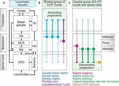 Serotonergic Modulation of Locomotor Activity From Basal Vertebrates to Mammals